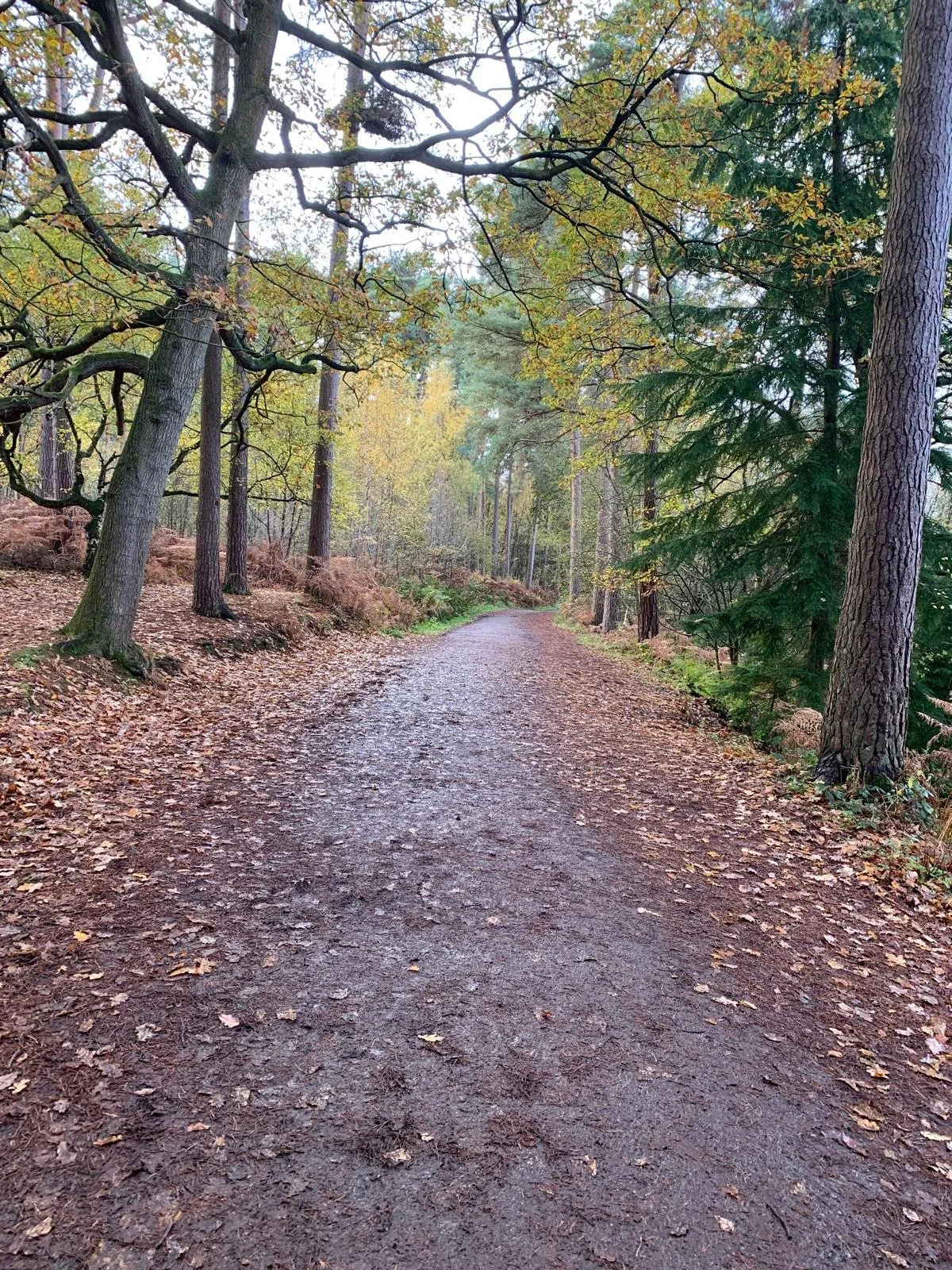 Dirt trail through a British forest with trees and fallen leaves.