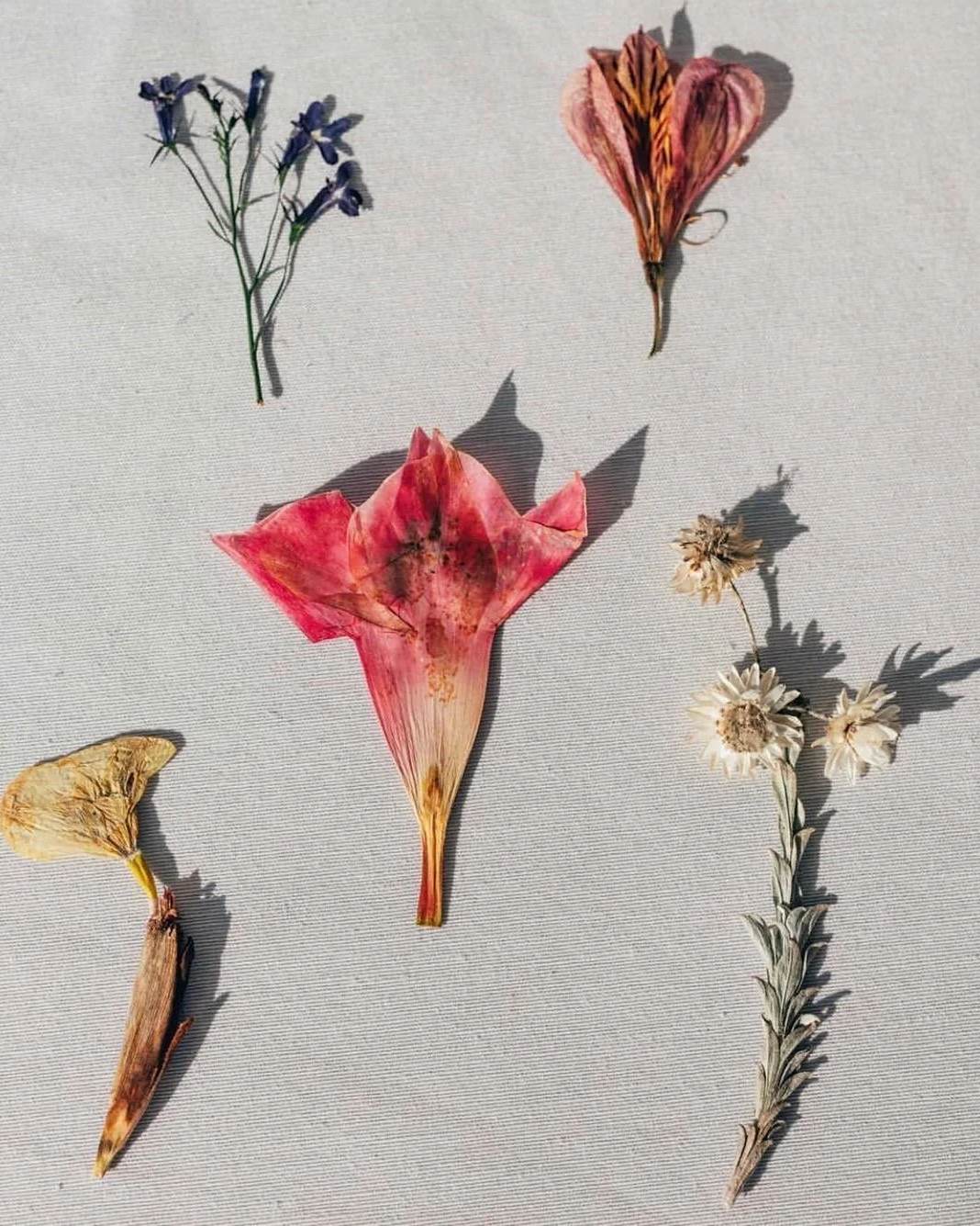 Fleurs et feuilles séchées peintes ou pressées, disposées sur une surface claire.