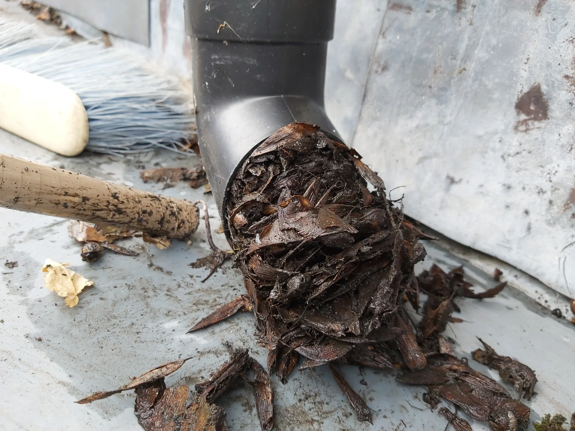 A drain downpipe blocked full of leaves