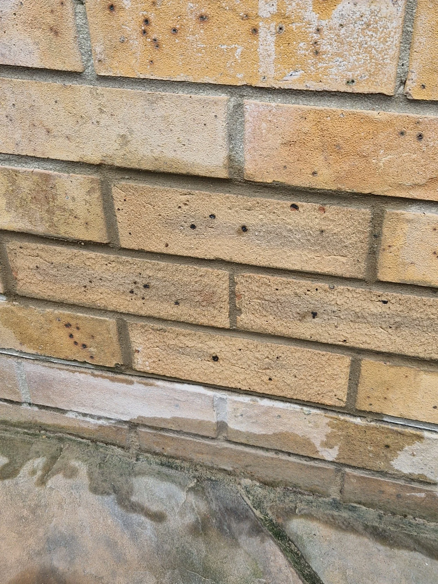 Close-up of a brick wall with black dots and a concrete floor at the base.