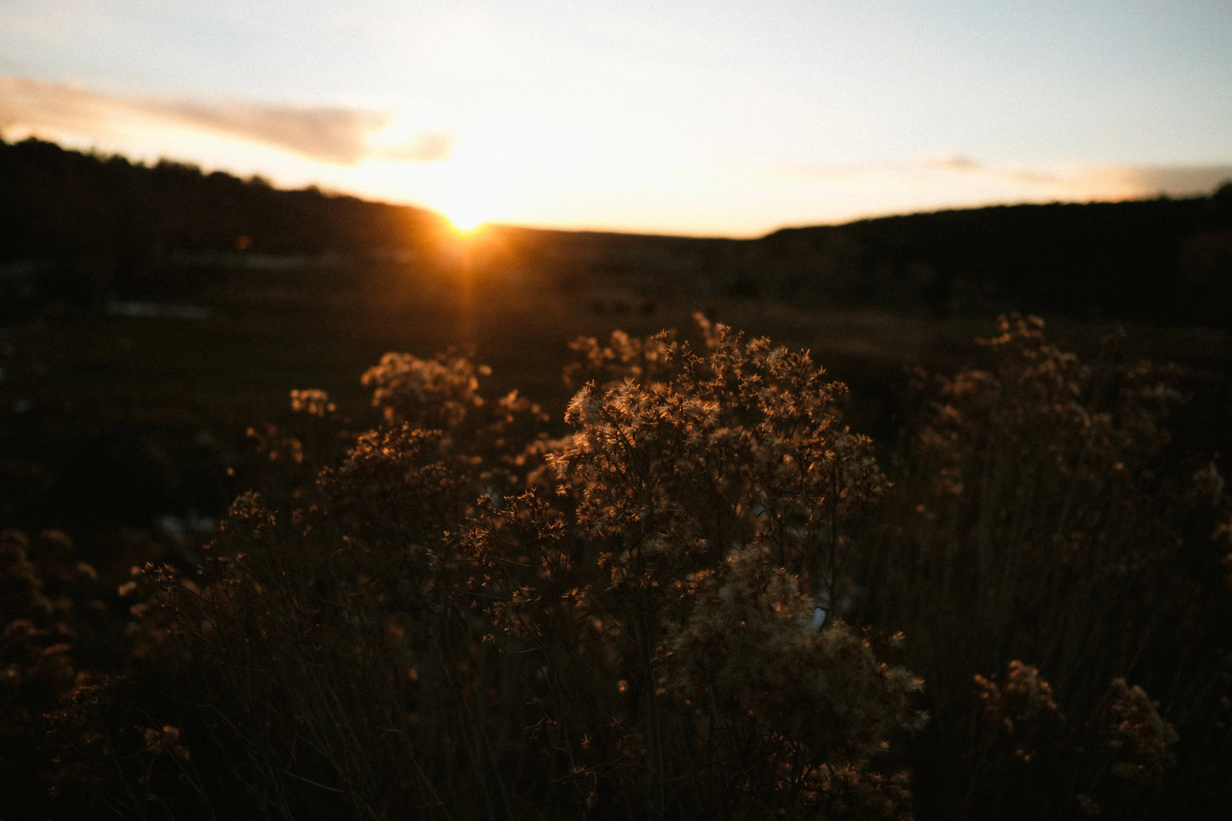 A sunset over a hilly landscape with wildflowers in the foreground.