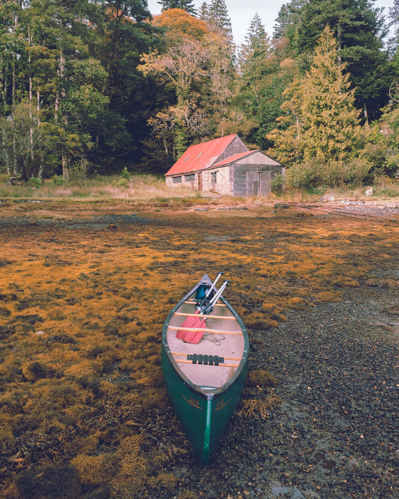 A canoe with paddles resting inside, on a shore covered with seaweed or moss, near a rustic wooden barn surrounded by trees with fall foliage.