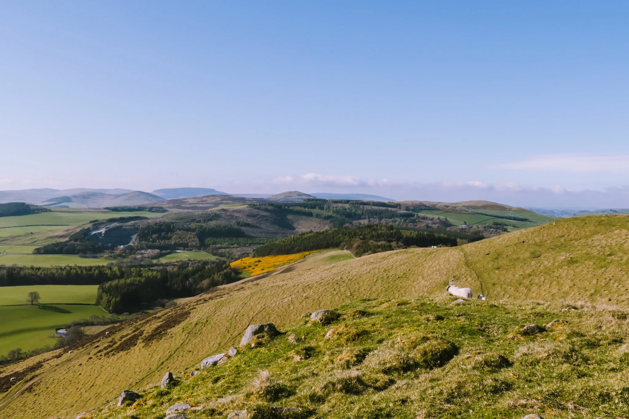 Rolling green hills with scattered rocks and a grazing goat, with lush forests and distant mountains under a clear blue sky.