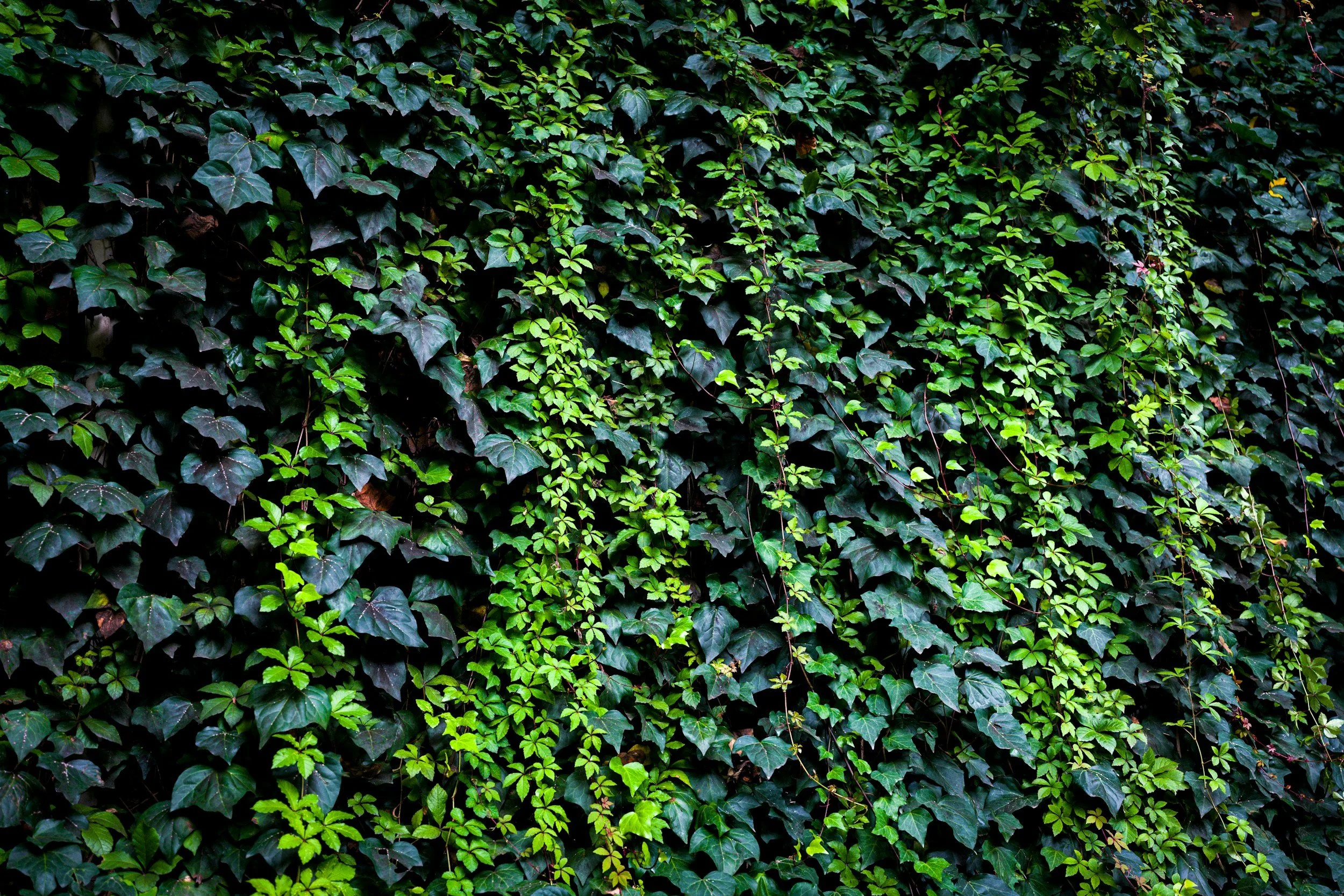 Is Poison Ivy Contagious? What You Need To Know and How To Treat It