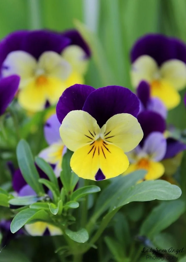 Close-up of yellow, purple, and white pansy flowers with green leaves in the background.