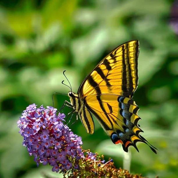 A yellow and black tiger swallowtail butterfly perched on a purple flower with a green blurred background.