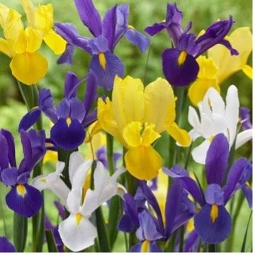 A cluster of yellow, white, and purple iris flowers in bloom.
