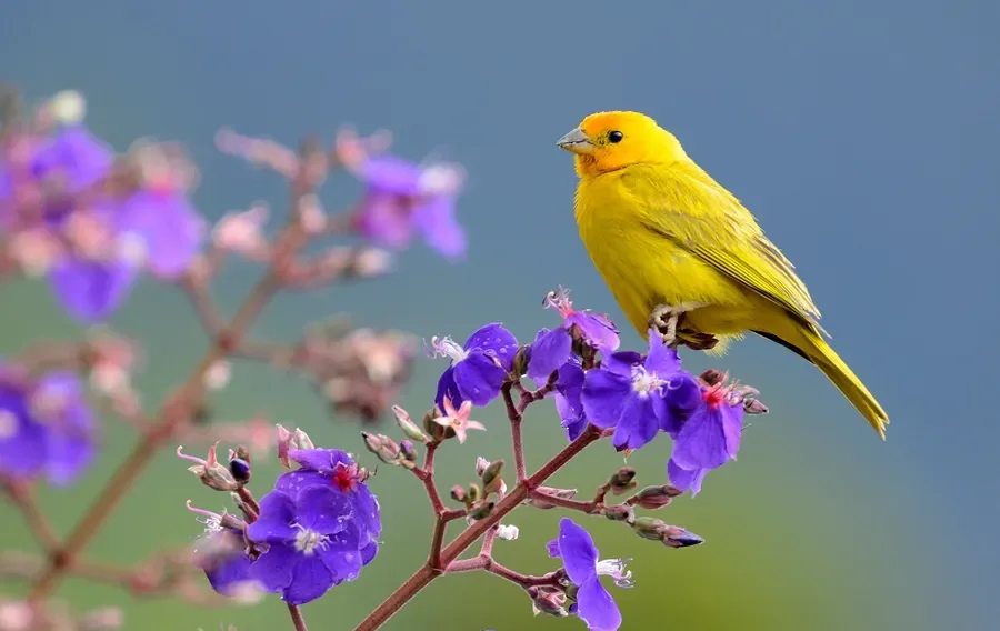 A yellow bird perched on purple flowers against a blurred background.