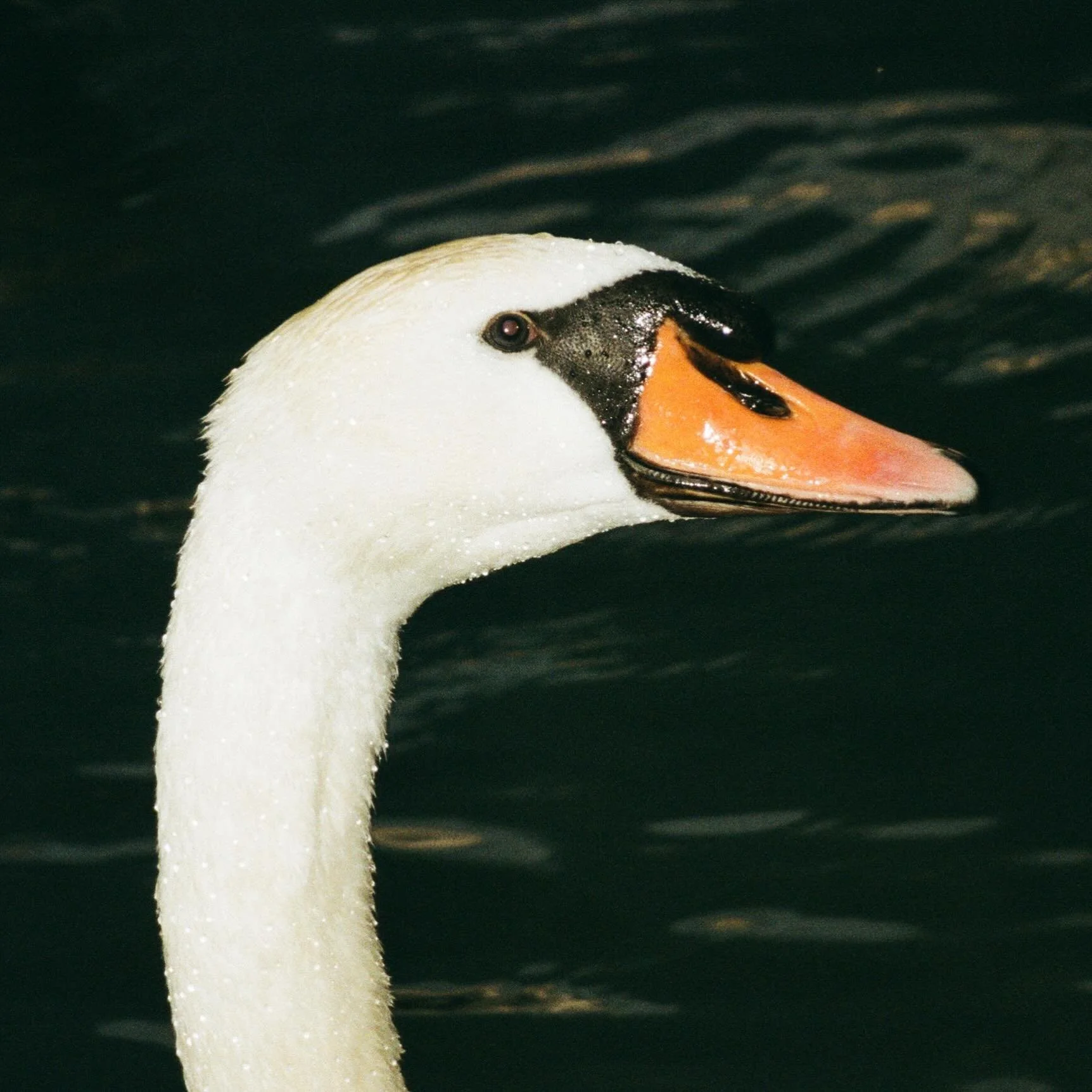 Kch kch? Kch kch?

-> Chips you think? Not enough you think?