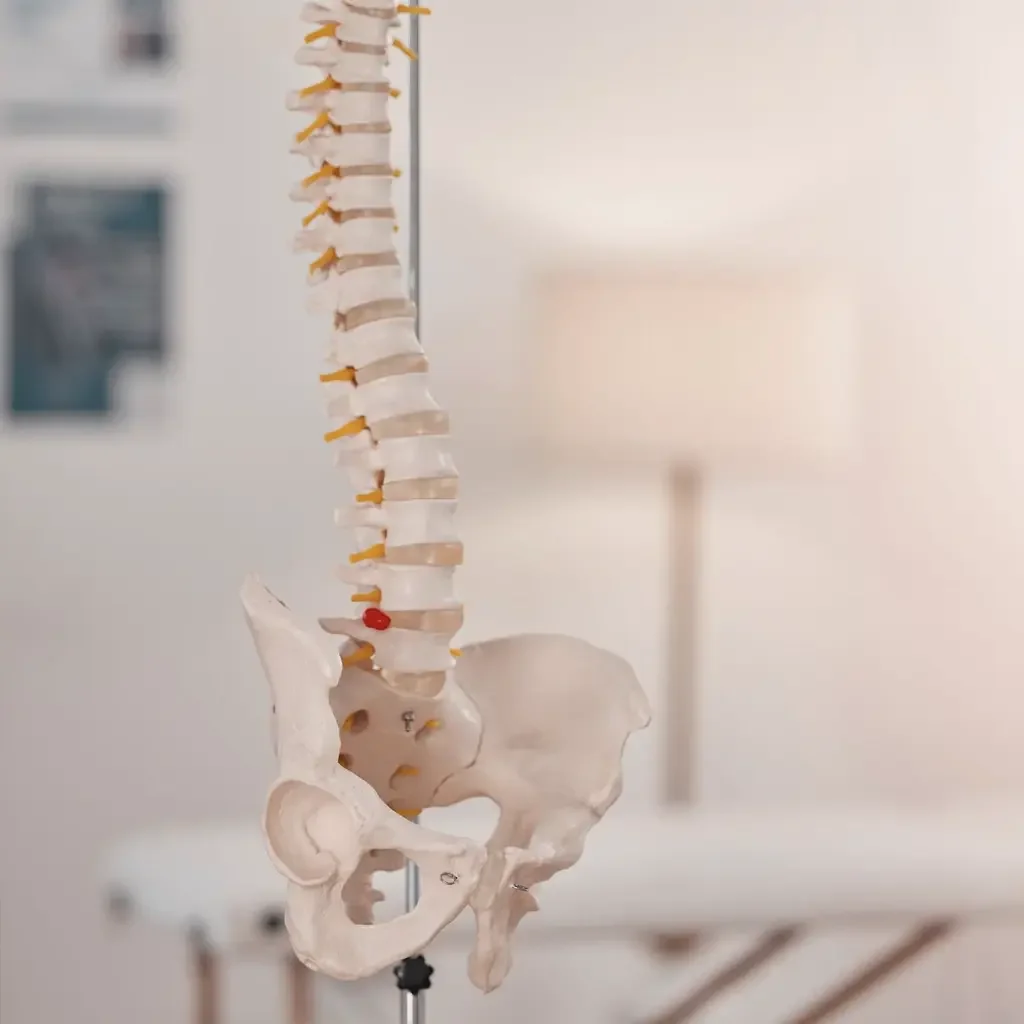 The Role Your Immune System Plays in Health and Healing