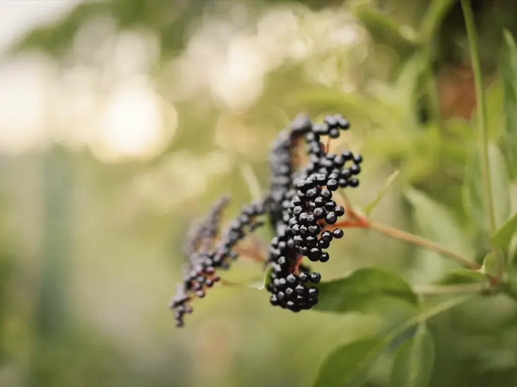 what about elderberry? (the evidence might surprise you)
