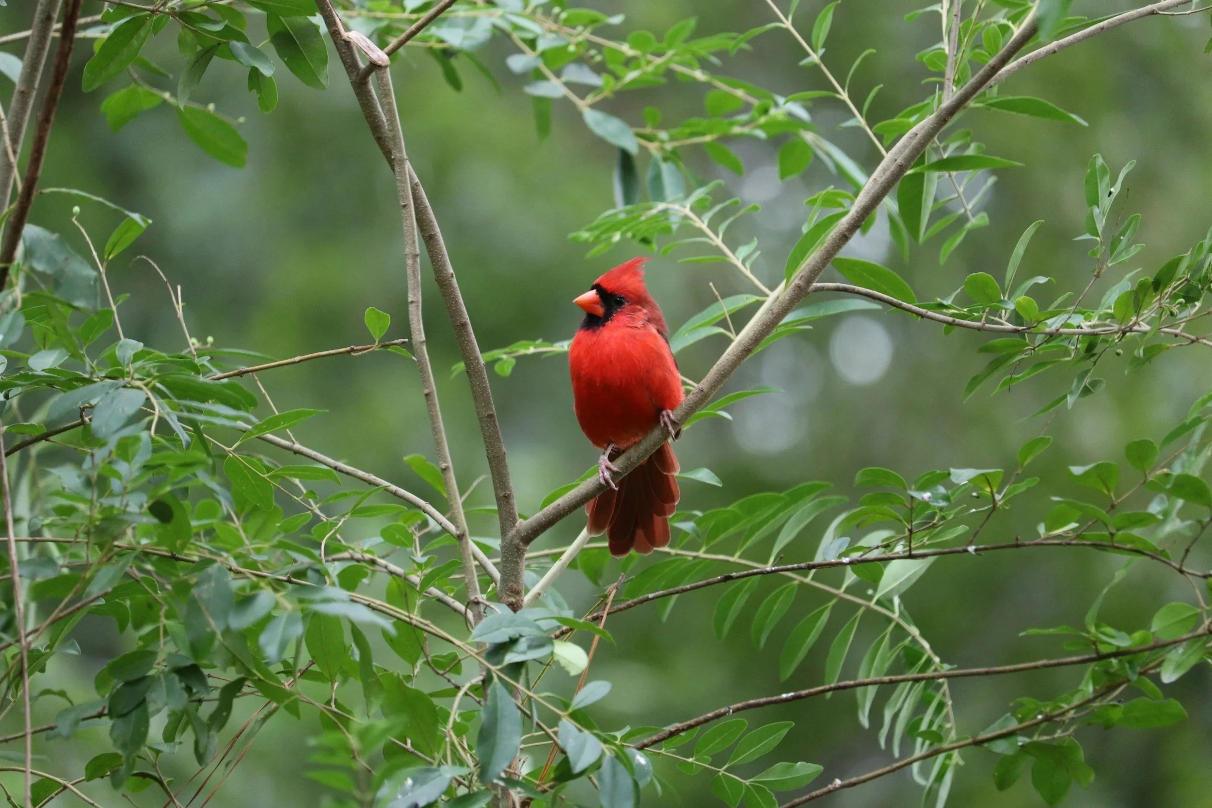 GUIDED MORNING BIRDING HIKE