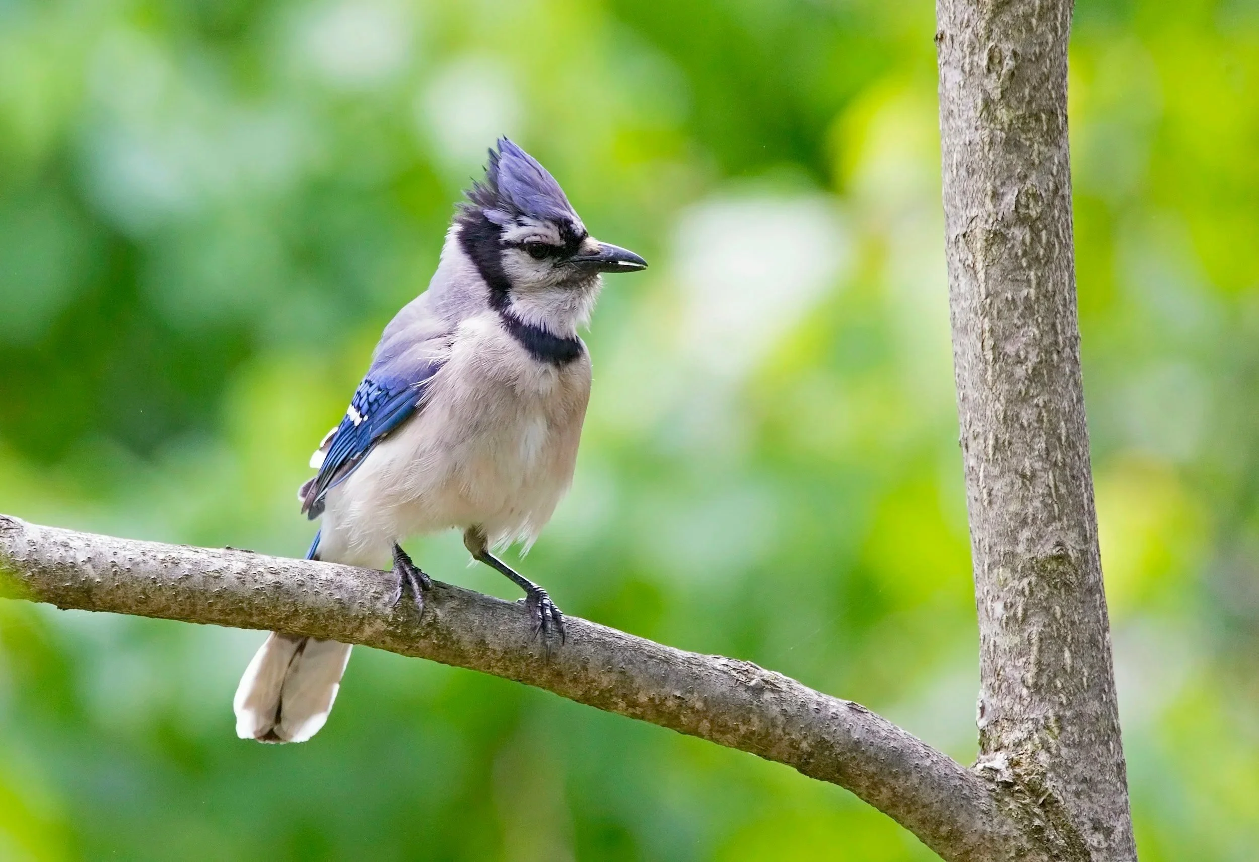 GUIDED MORNING BIRDING HIKE