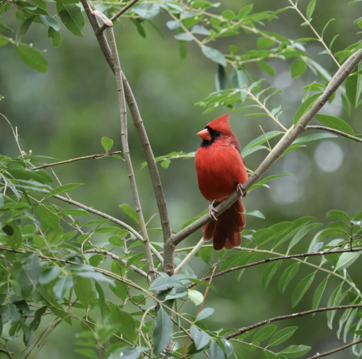 GUIDED MORNING BIRDING HIKE : 26 August