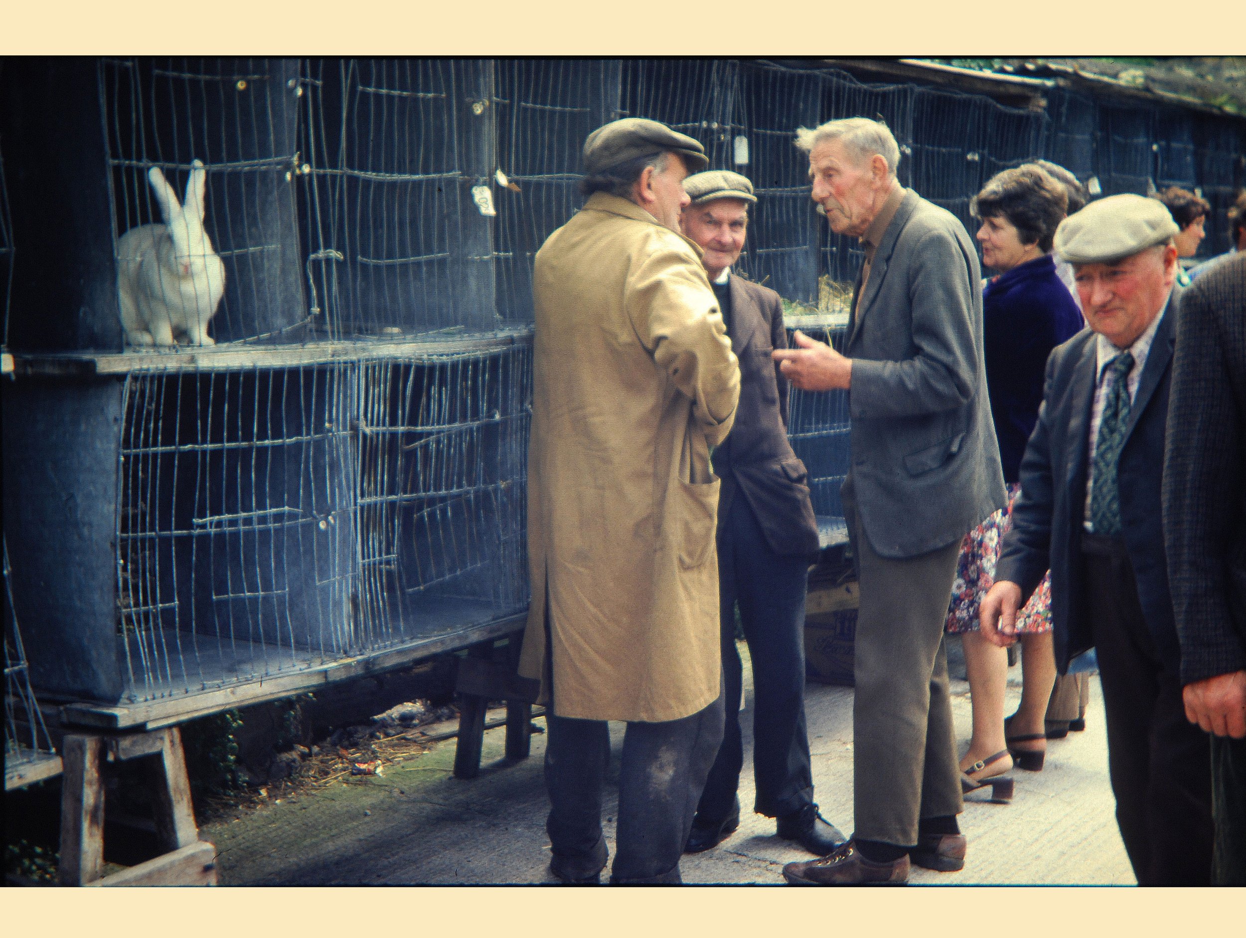  BLACK SWAN YARD -  
Every Wednesday, Frome held a cattle market in the Market Yard, where all types of animals and garden produce was sold. The smaller animals, chickens, rabbits, pigeons etc, were sold from cages in the rear yard of the Black Swan 