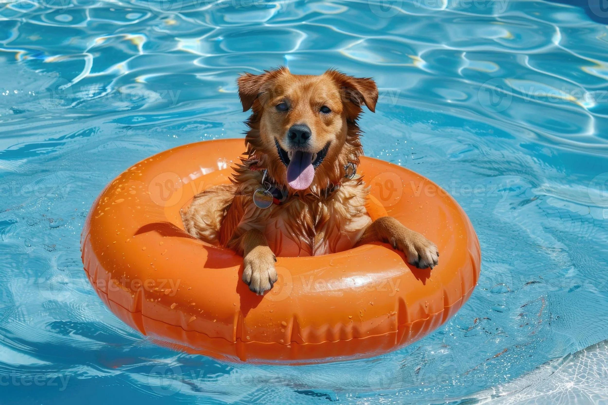 A happy dog sitting on an orange pool float in a swimming pool.