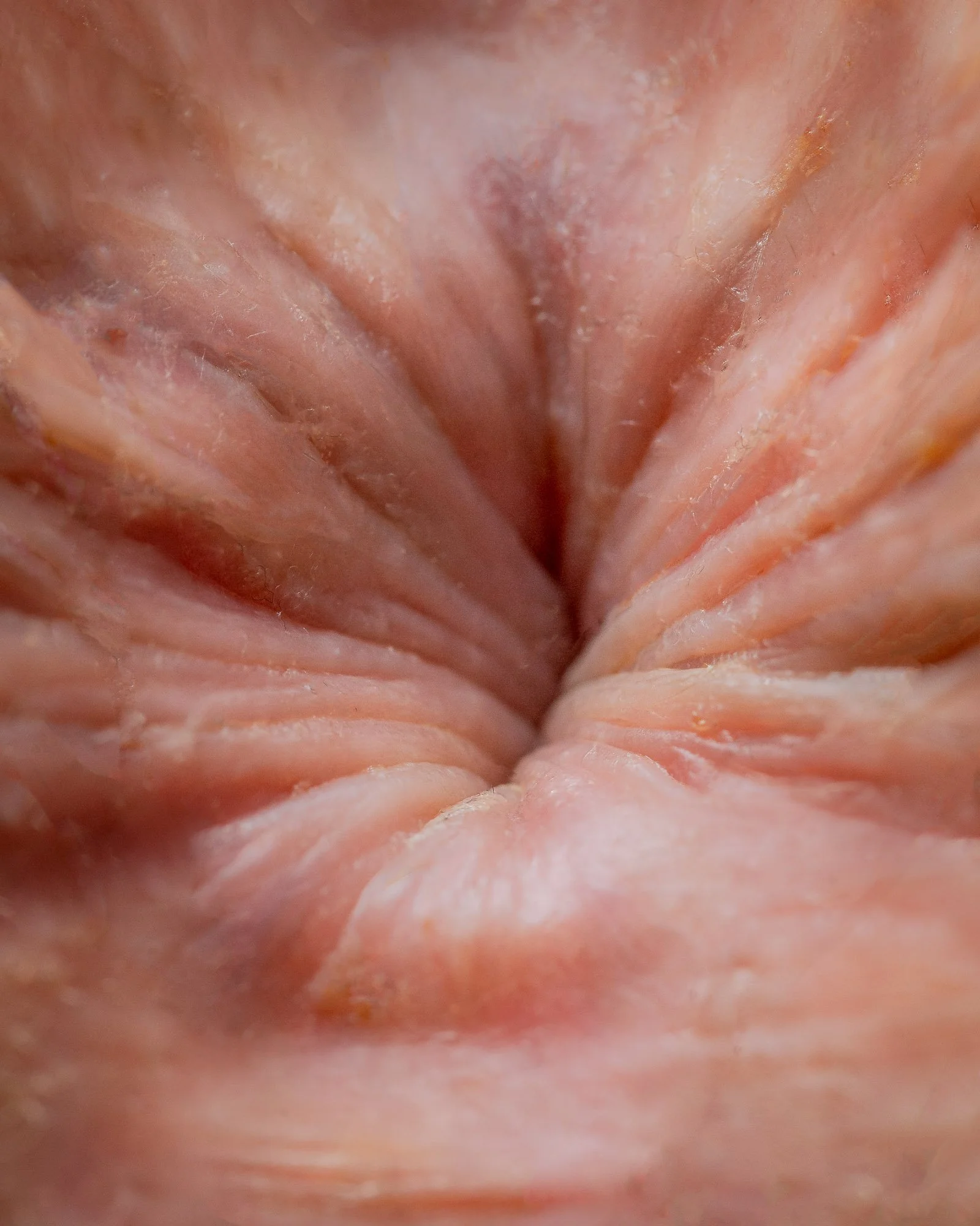 The Anus is your God