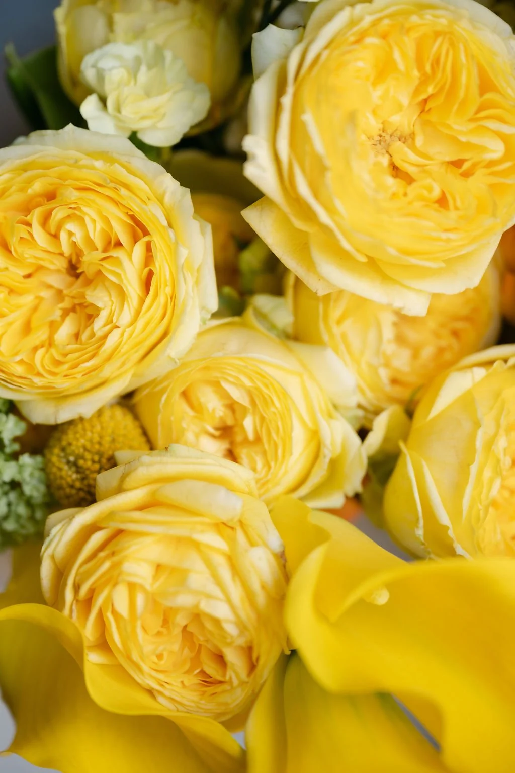 sarapaolucci-detail-of-yellow-roses.jpg