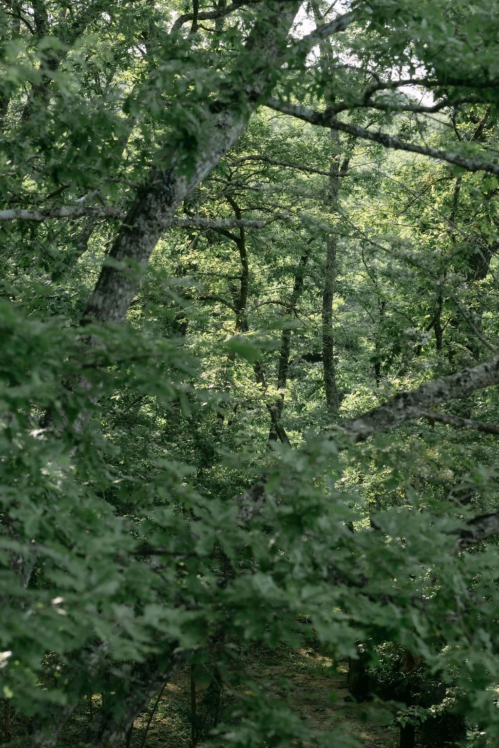 sarapaolucci-among-trees.jpg