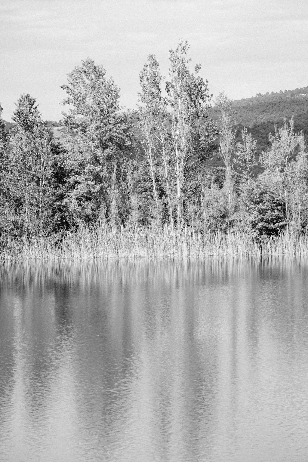 sarapaolucci-trees-reflectiong-on-the-lake.jpg