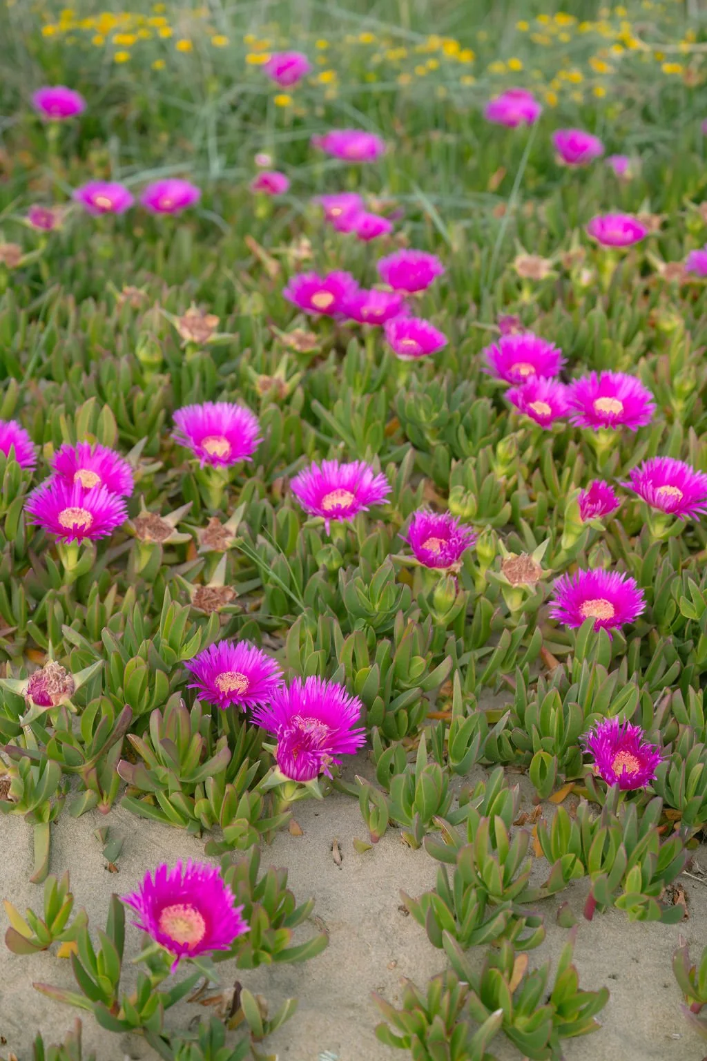 sarapaolucci-pink-flowers-on-the-beach.jpg