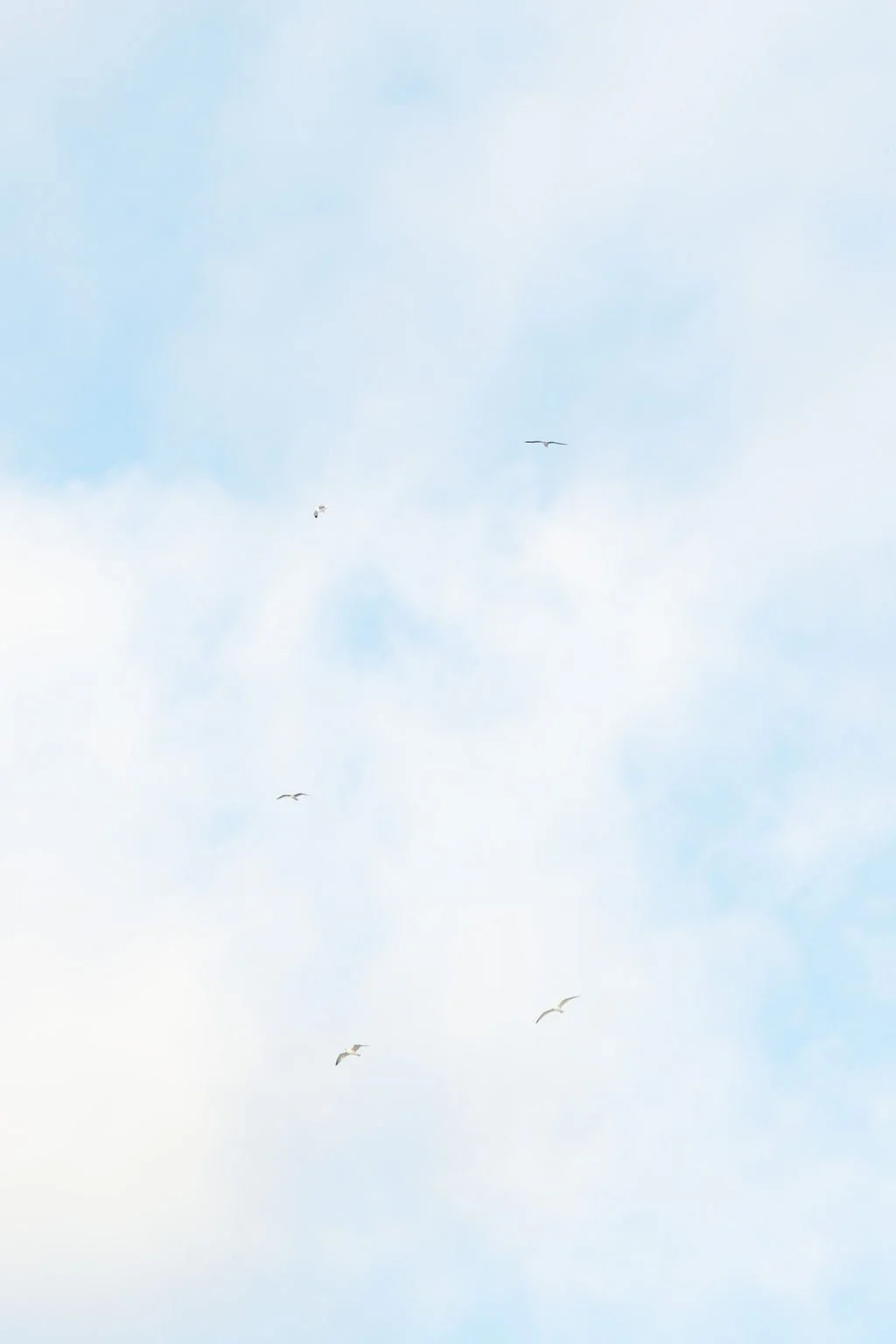 sarapaolucci-birds-flying.jpg