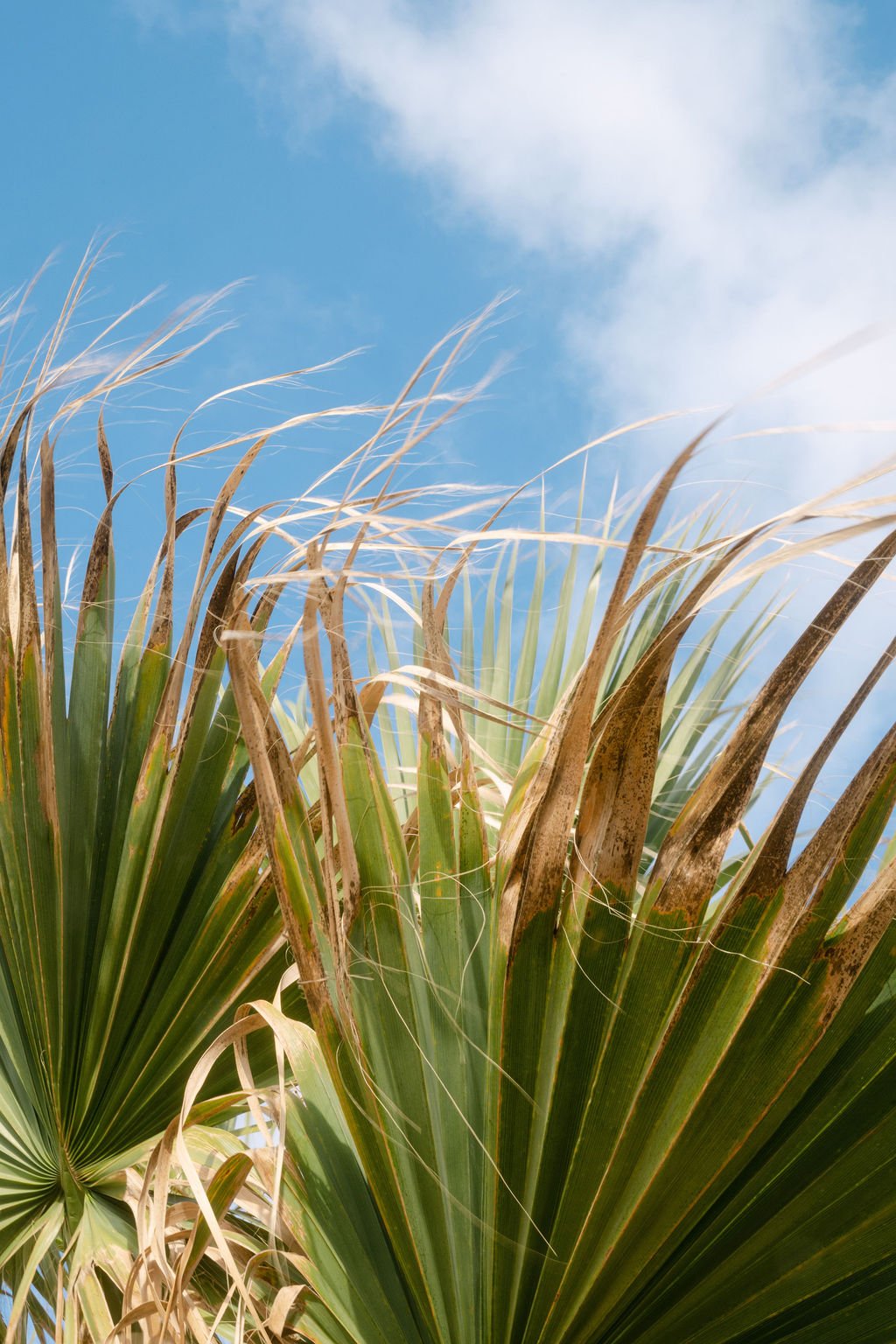 sarapaolucci-grass-and-wind.jpg