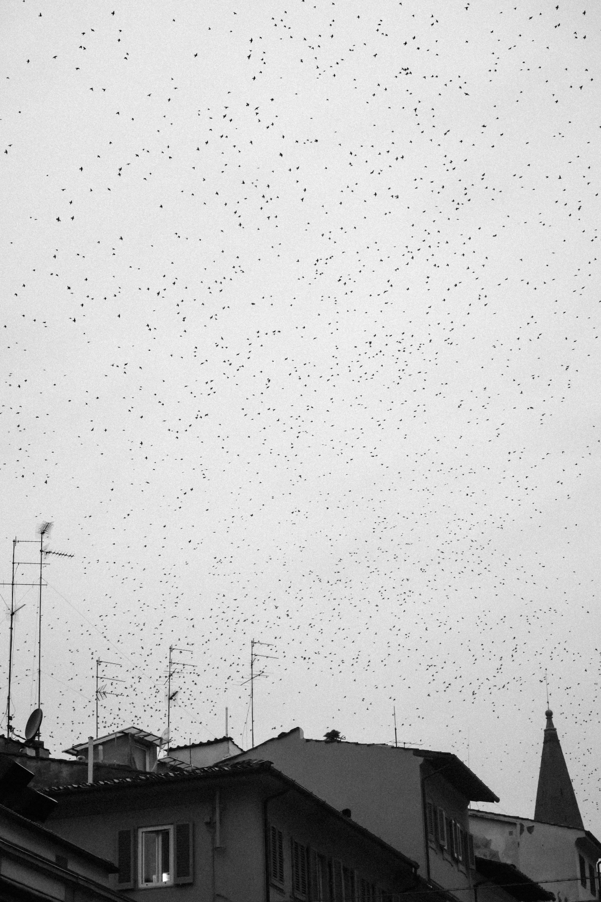 sarapaolucci-a-flock-of-birds-flying-over-florence.jpg