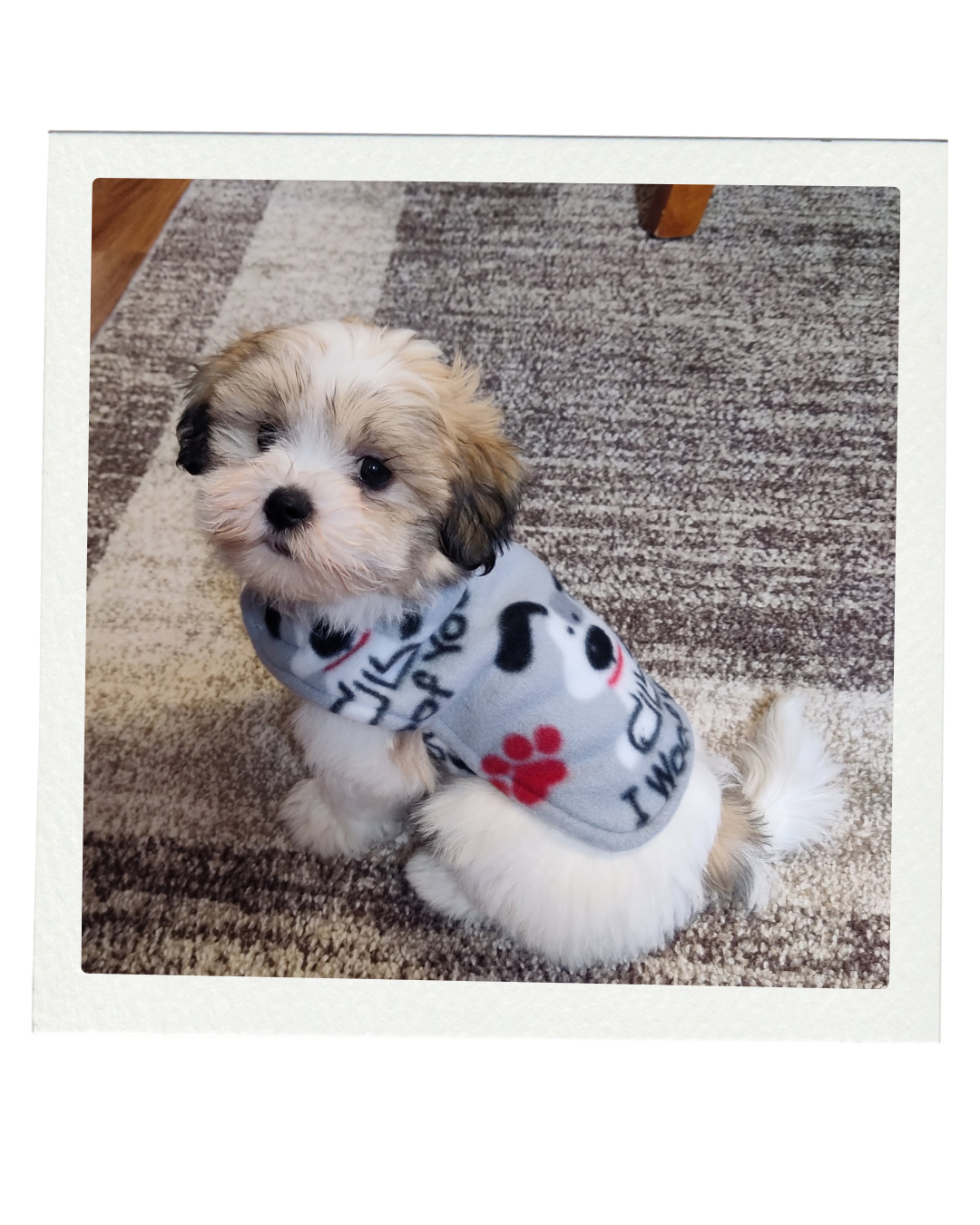 “Gloria is the best, and you won't regret getting a puppy from her.”