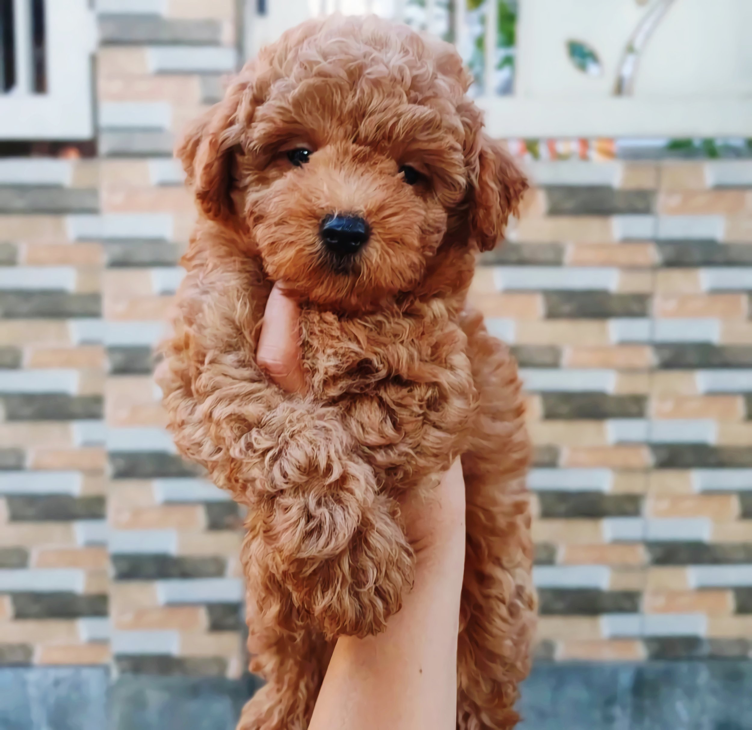 Why West and East Coast Families Choose Midwest Breeders