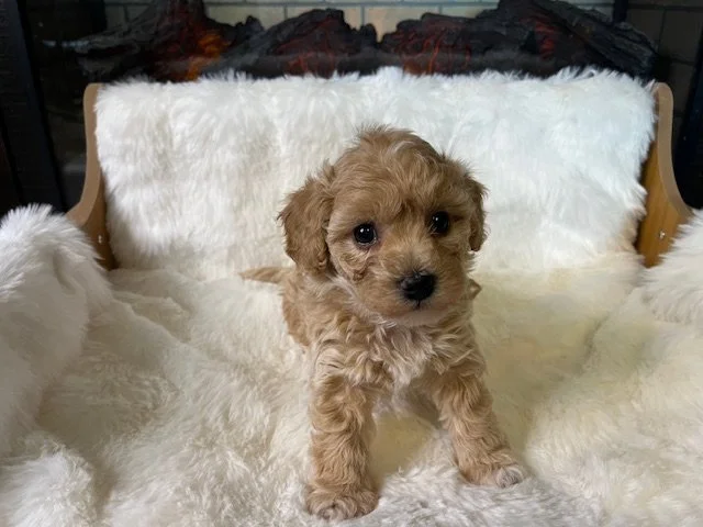 RESERVED for the WOLD Family