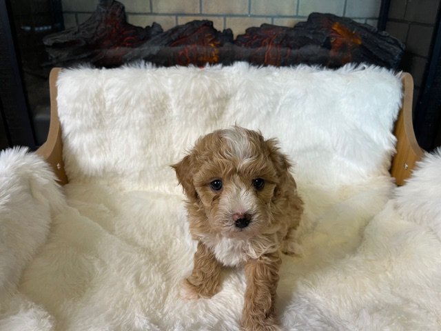 Female - Violet Collar