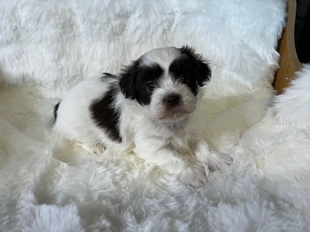 Reserved for the Cannon Family (Copy)