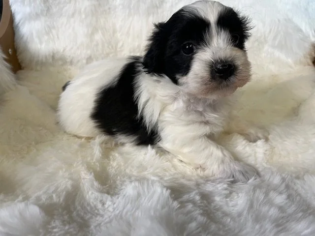 Female - Violet Collar