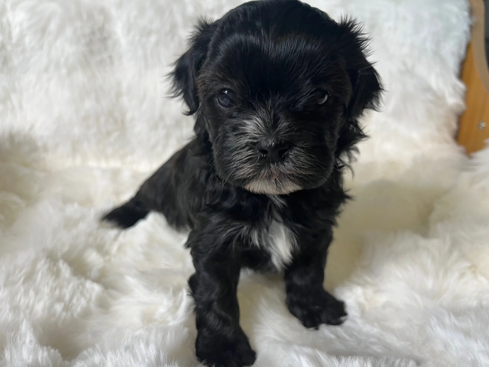 Female - Yellow Collar