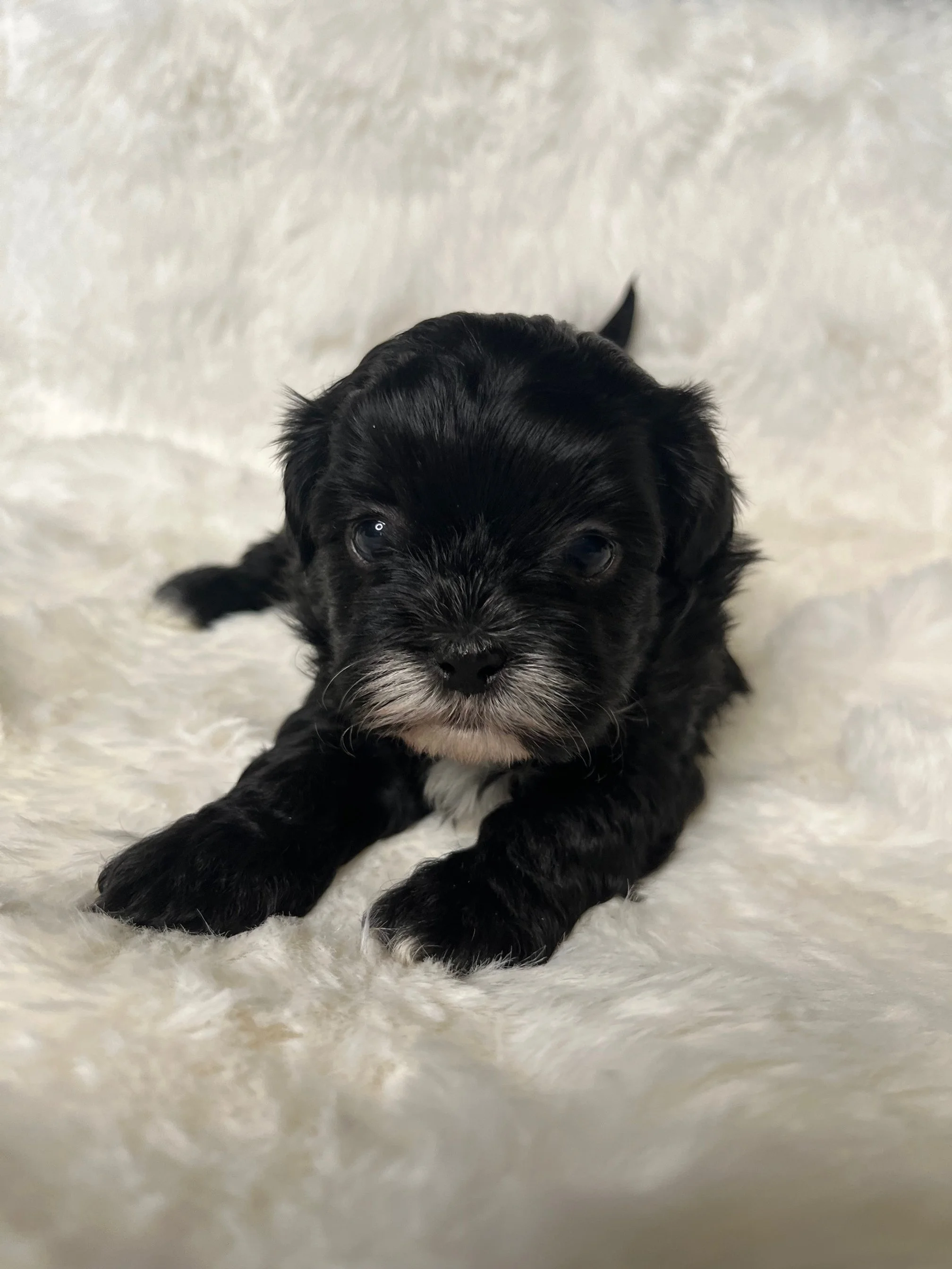 Female - Pink Collar 