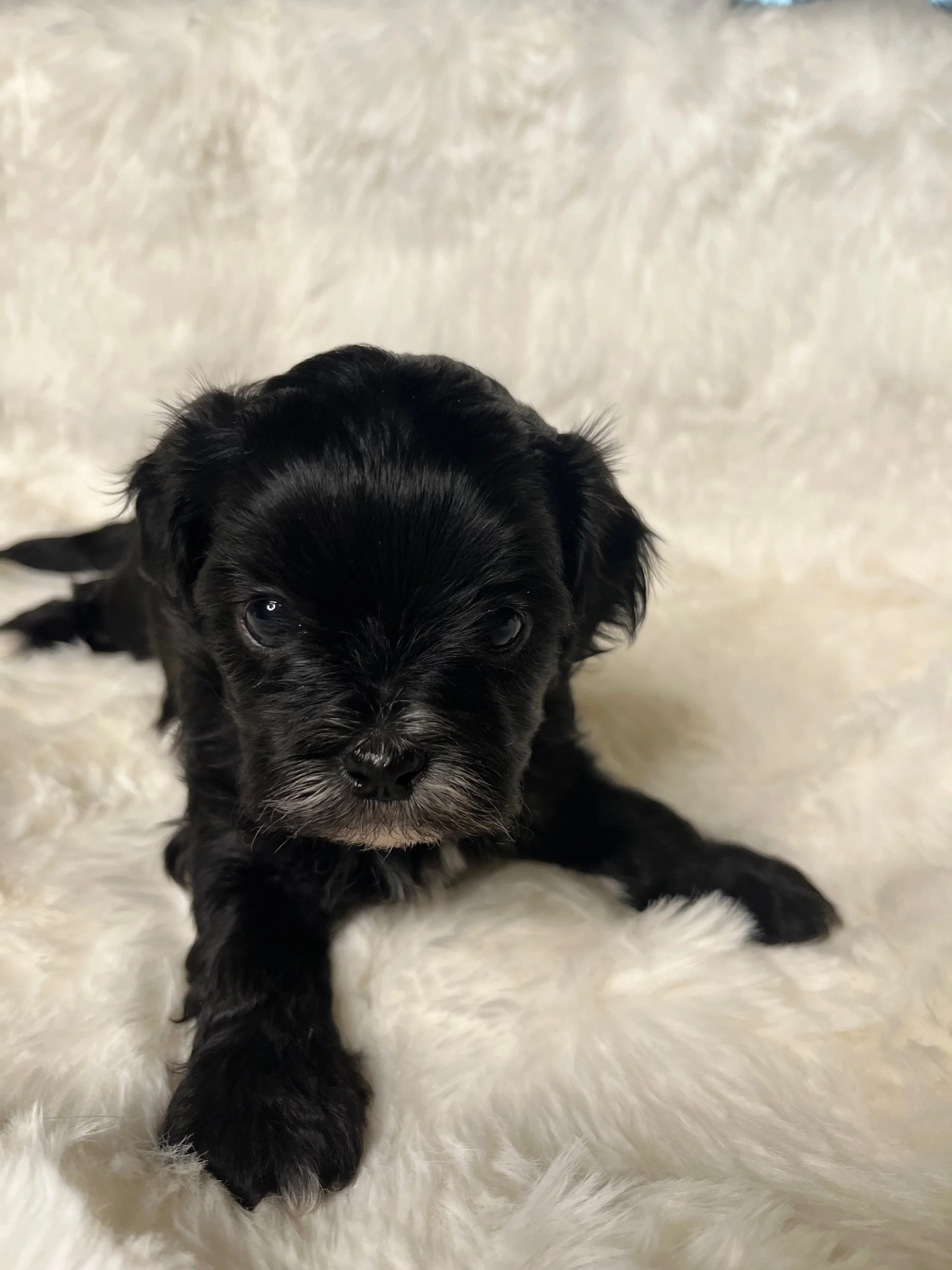 Female - White Collar