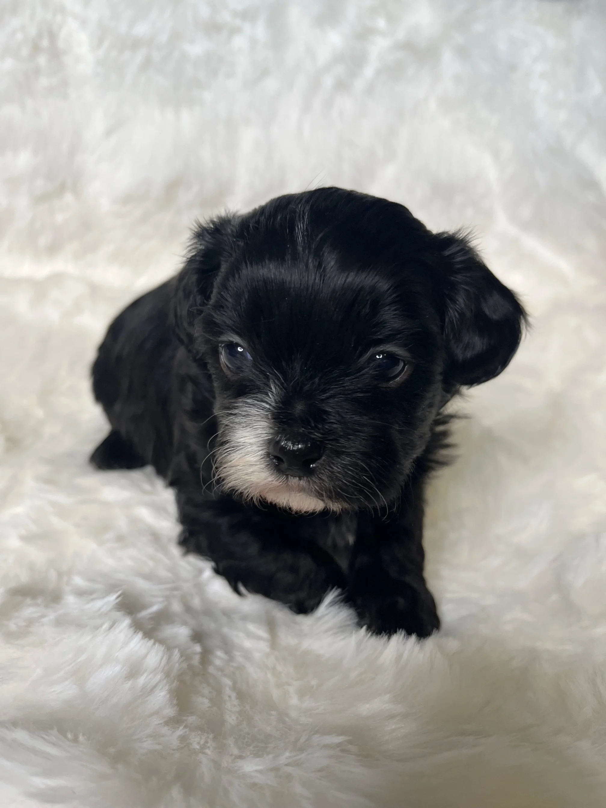 Male - Mint Green Collar
