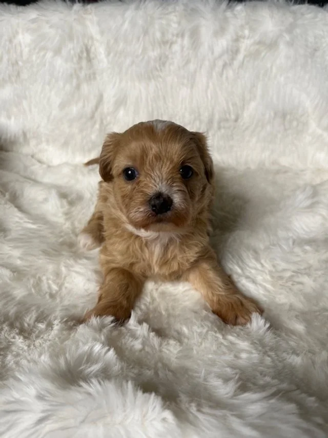 Female - Peach Collar 