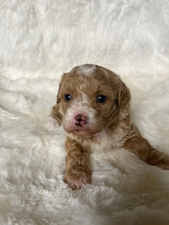 Reserved for the Johnson Family! 