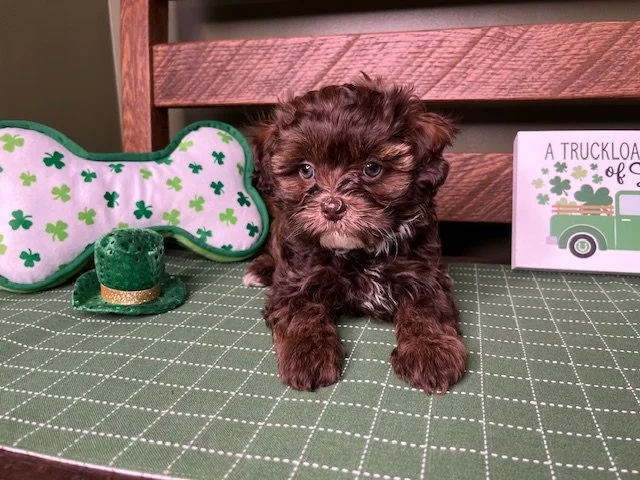 Reserved for Alcaraz Family