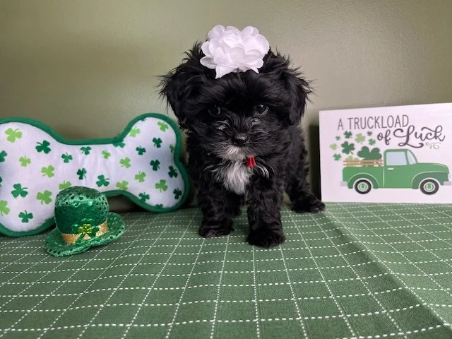 Reserved for Irelan Family