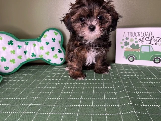 Reserved for Alcaraz Family