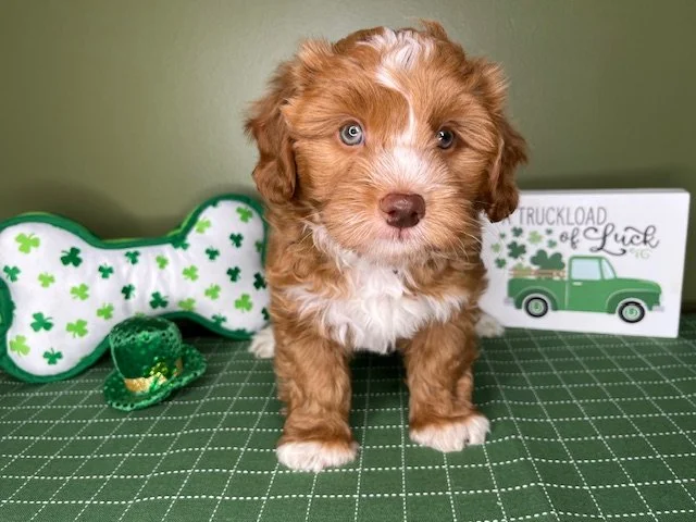 Reserved for the Schoenings Family