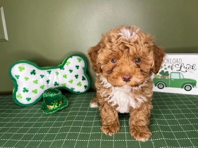 Reserved for the Certain Family