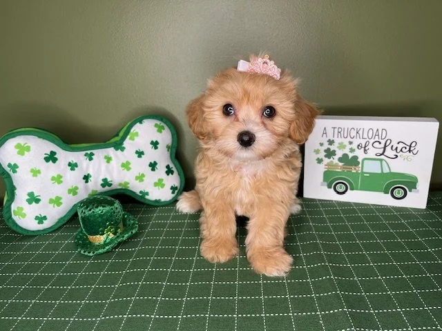 Reserved for the McDuffy's 