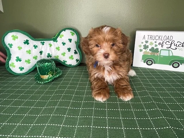 Reserved for the Jandro Family