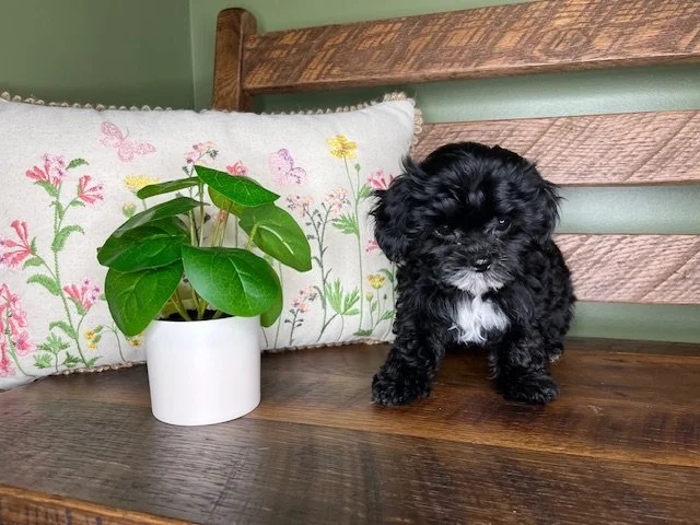 Reserved for Collinson Family