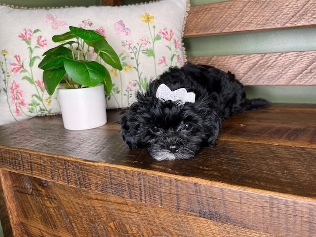 Reserved for Irelan Family