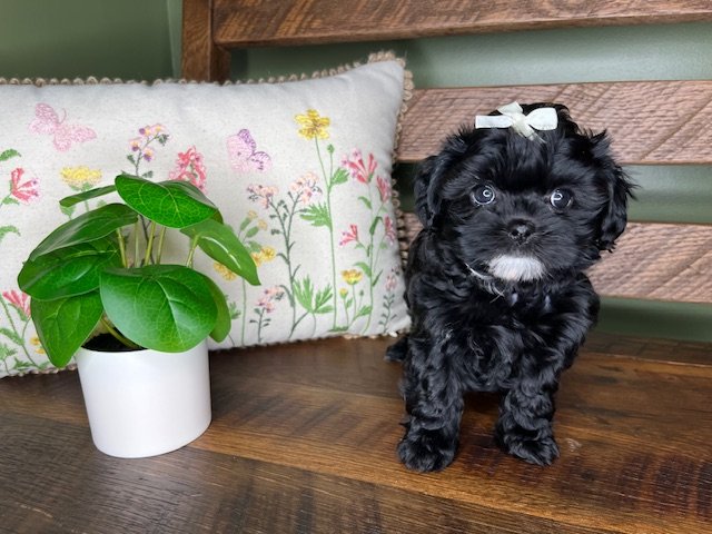 Reserved for Kampner Family